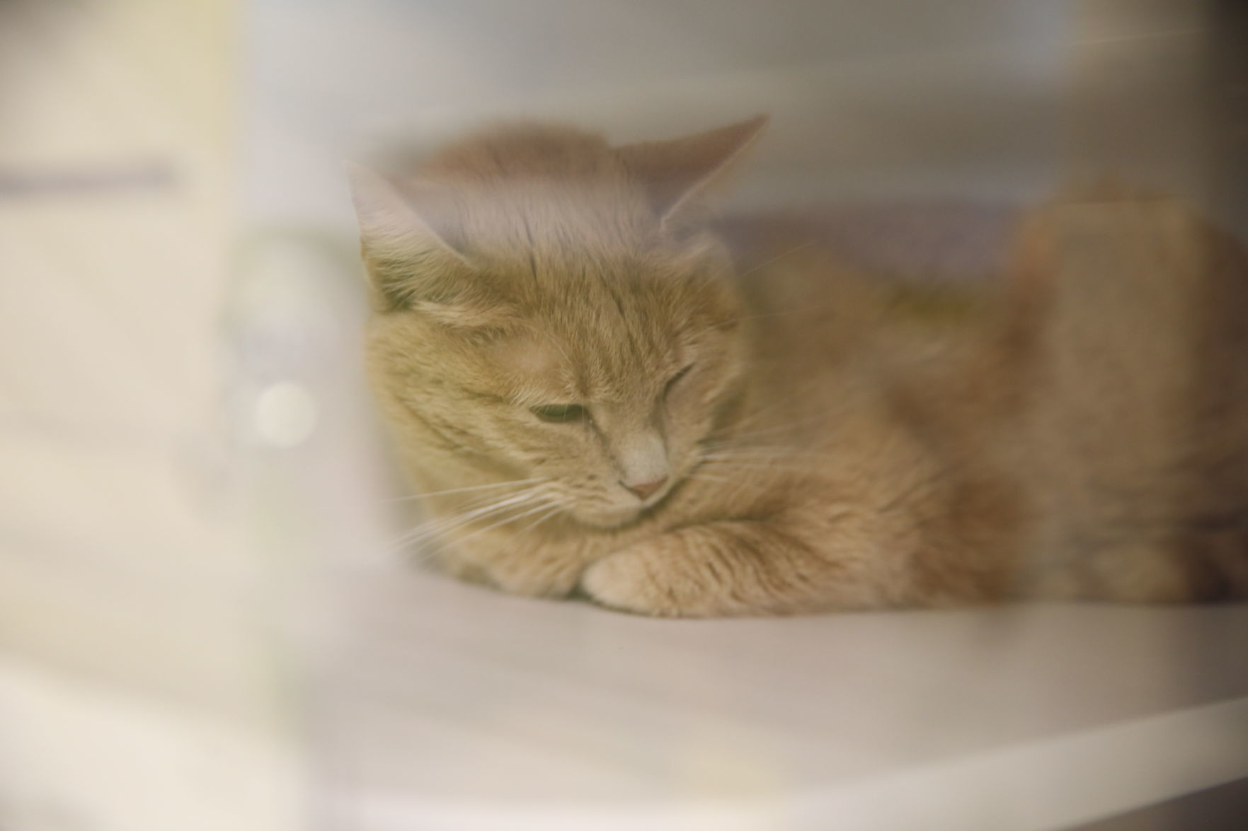 Atlantic County Animal Shelter's Clear the Shelter event Satuday, Aug. 17, 2019. The event runs through Sunday, Aug. 18.
